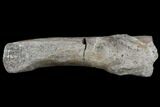 Dinosaur Spinal Process - Aguja Formation, Texas #116733-2